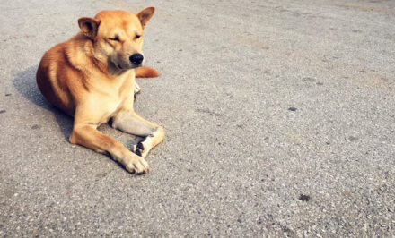 chien boite