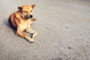 chien boite