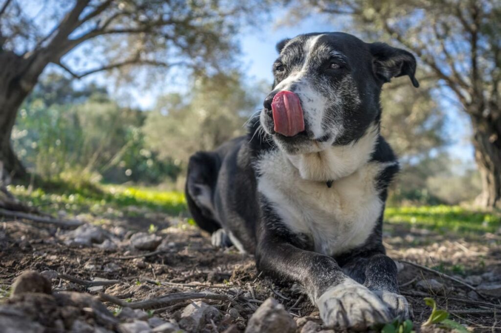 chien lèche