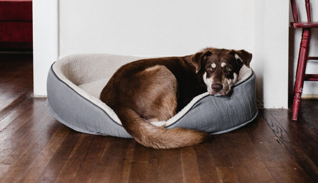 chien malade