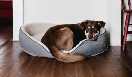 chien malade