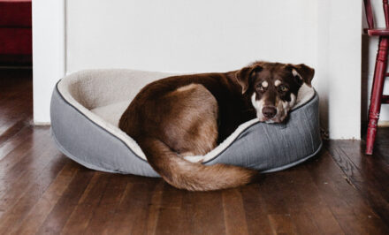 chien malade