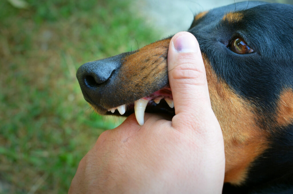 chien mordre