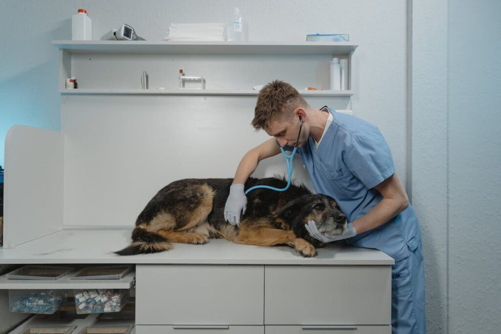 chien pas appétit