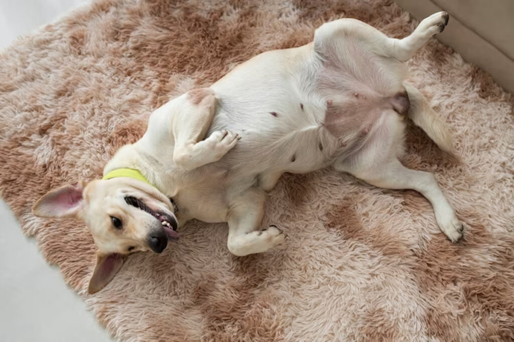 chien perd liquide