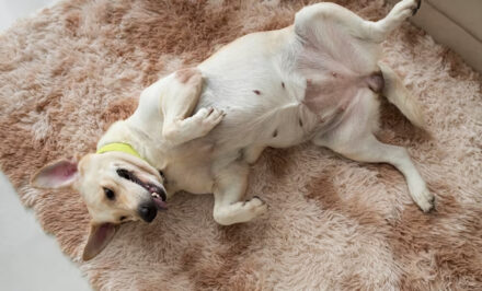 chien perd liquide