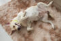 chien perd liquide