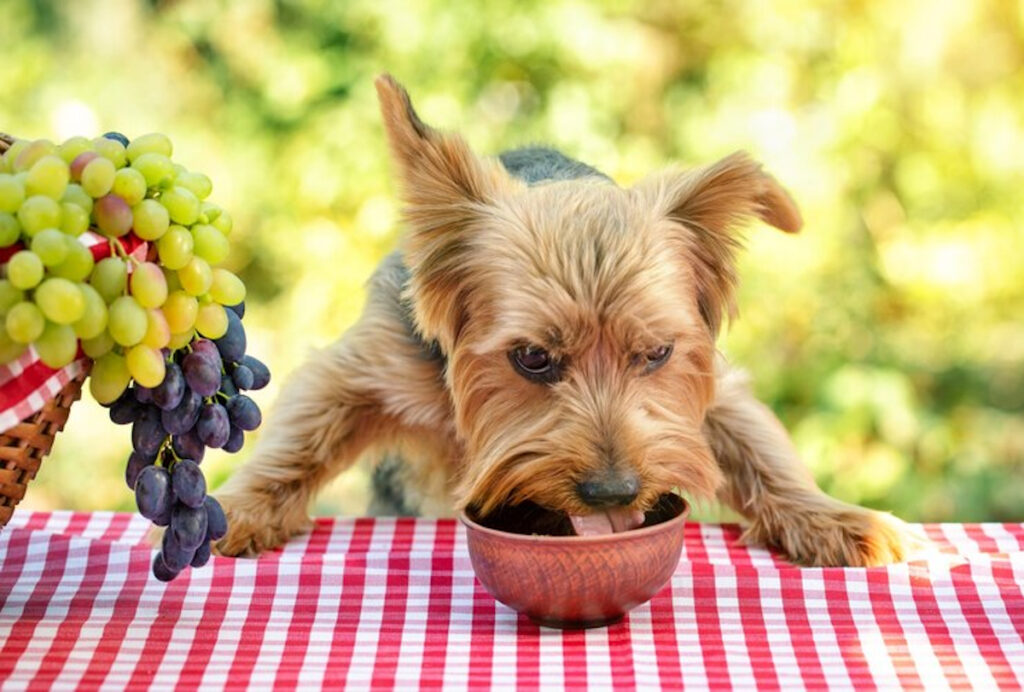 chien raisin