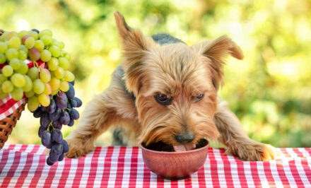 chien raisin