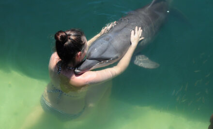 dauphins