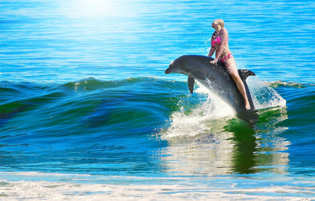 dauphins violeurs