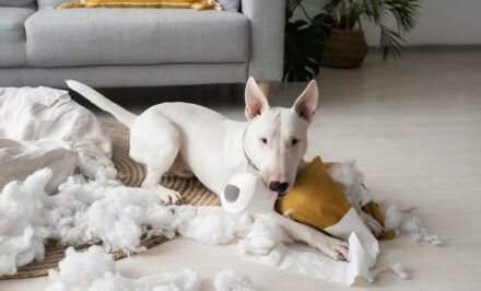 destructivité chien