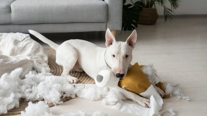 destructivité chien