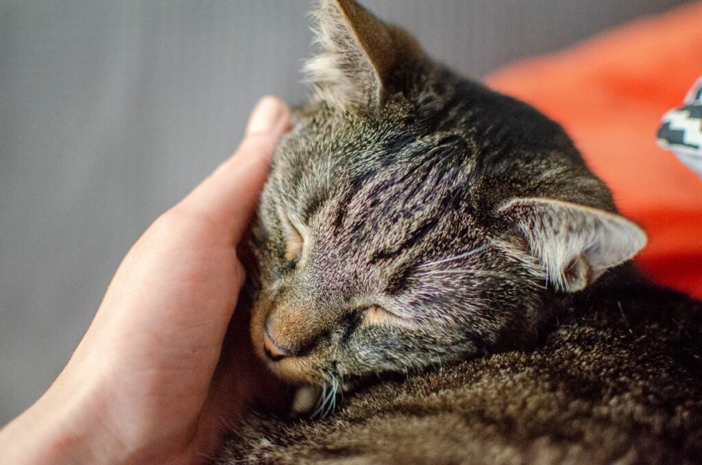 fièvre chat