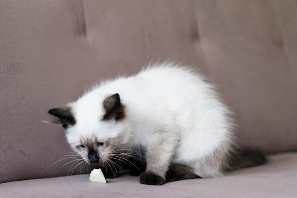 fromage chaton