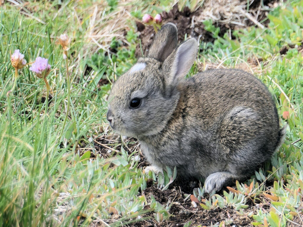 lapin