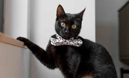 miaule chat