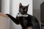 miaule chat