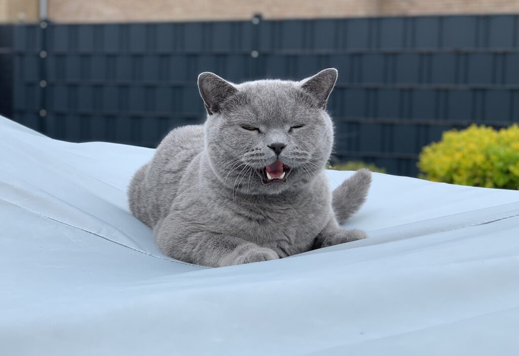 miaulement chat