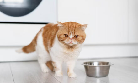 perte appeti chat