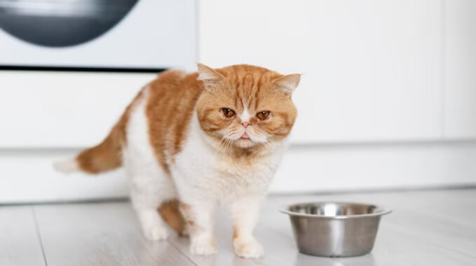 perte appeti chat