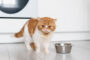 perte appeti chat