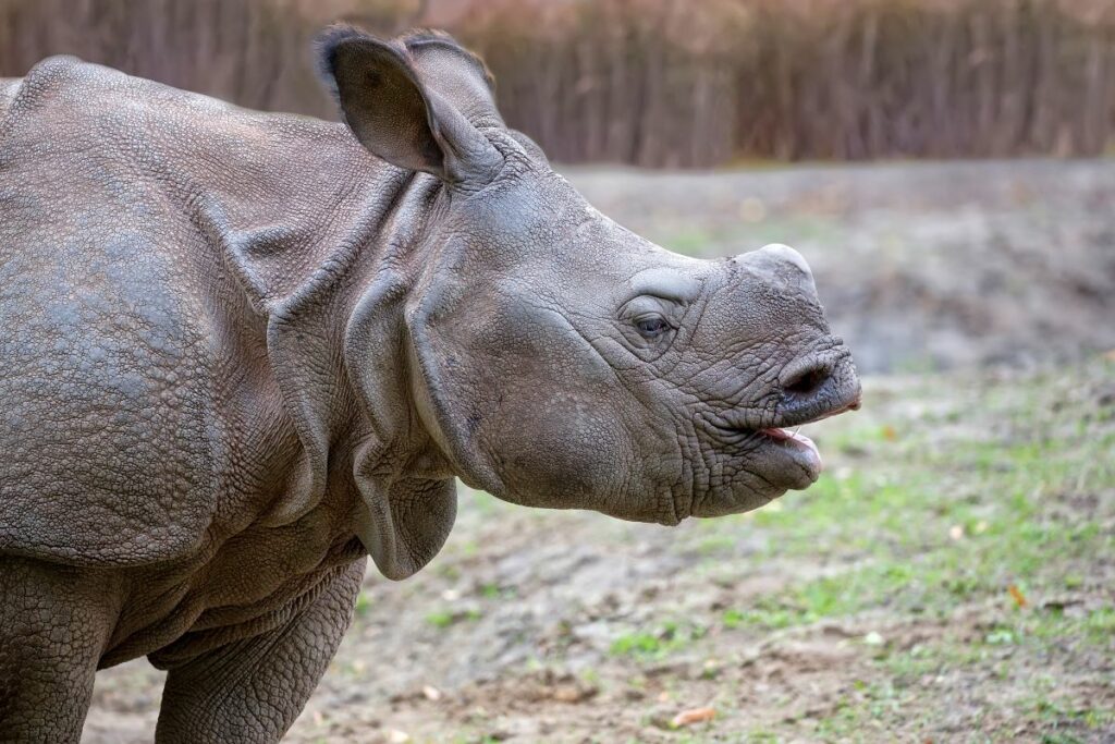 poids rhinocéros