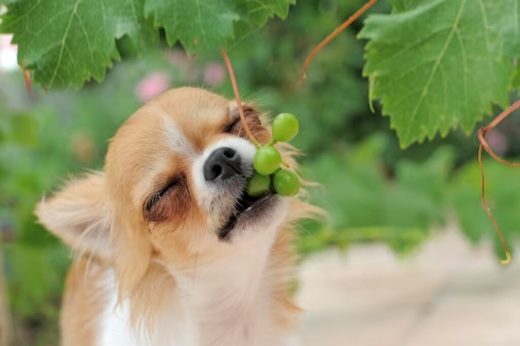 perro de uva