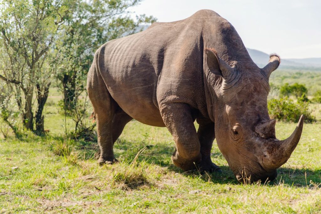 rhinocéros
