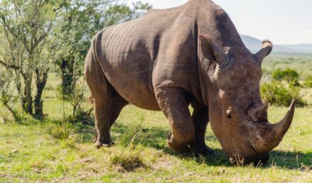 rhinocéros