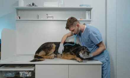 saignement chien