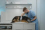 saignement chien