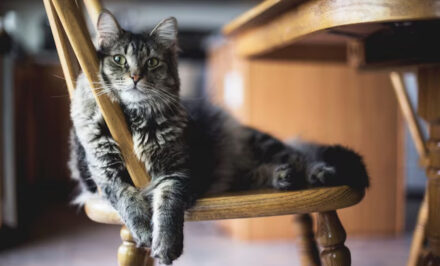 signification chat boite