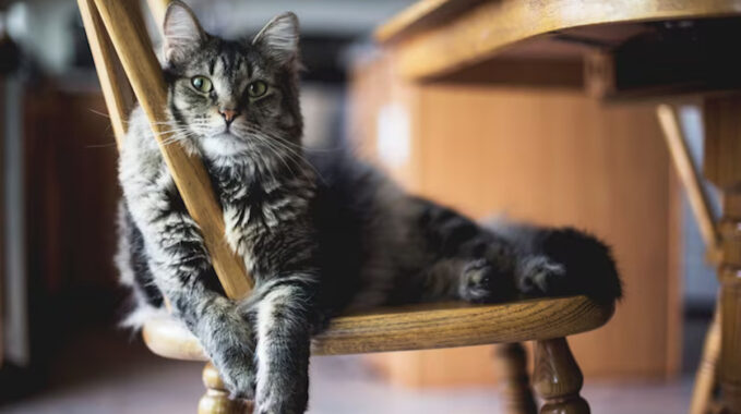 signification chat boite
