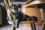 signification chat boite