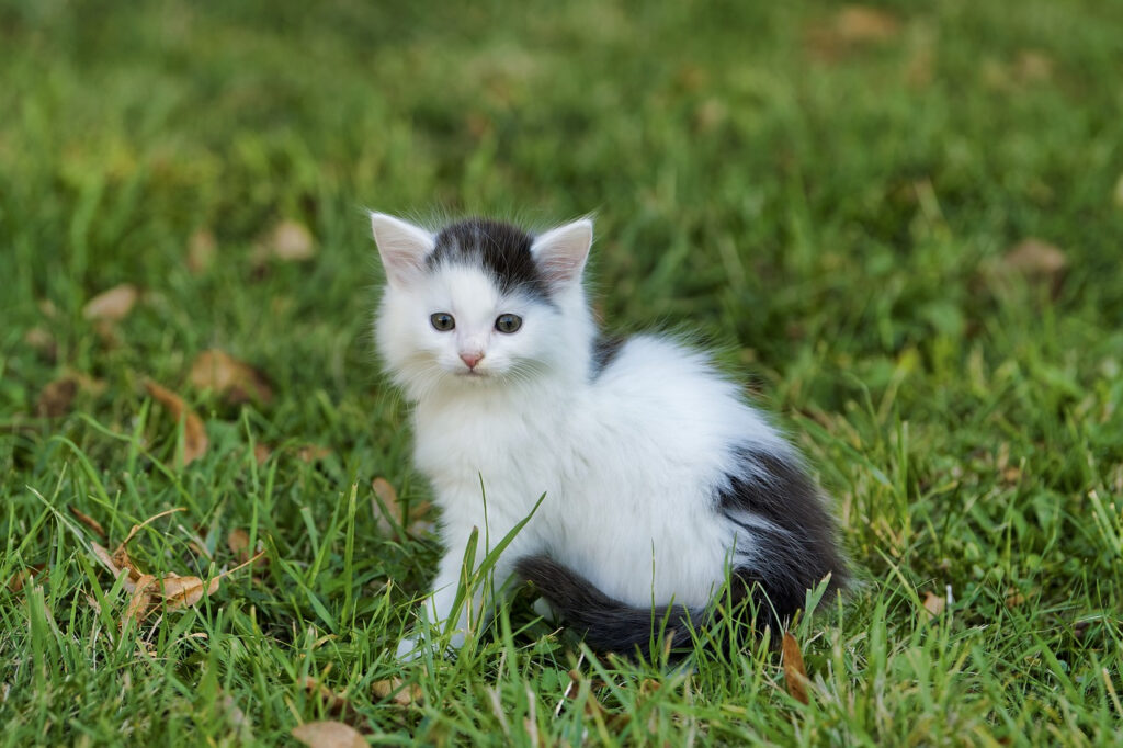 soupire chat