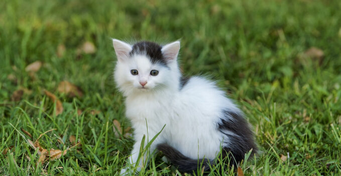 soupire chat