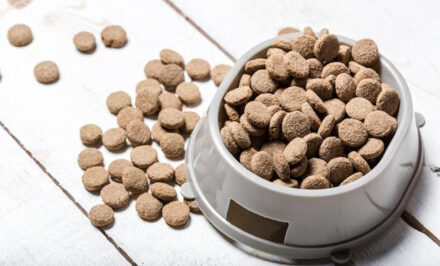 veterinaire croquette