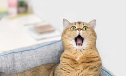 vomir chat