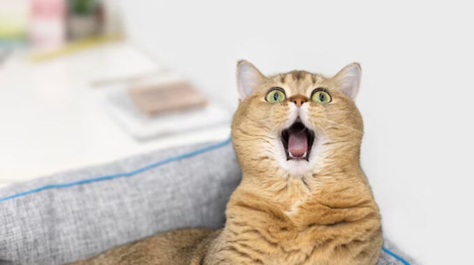 vomir chat