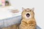 vomir chat