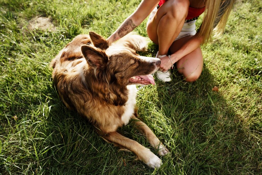 vomissement chien