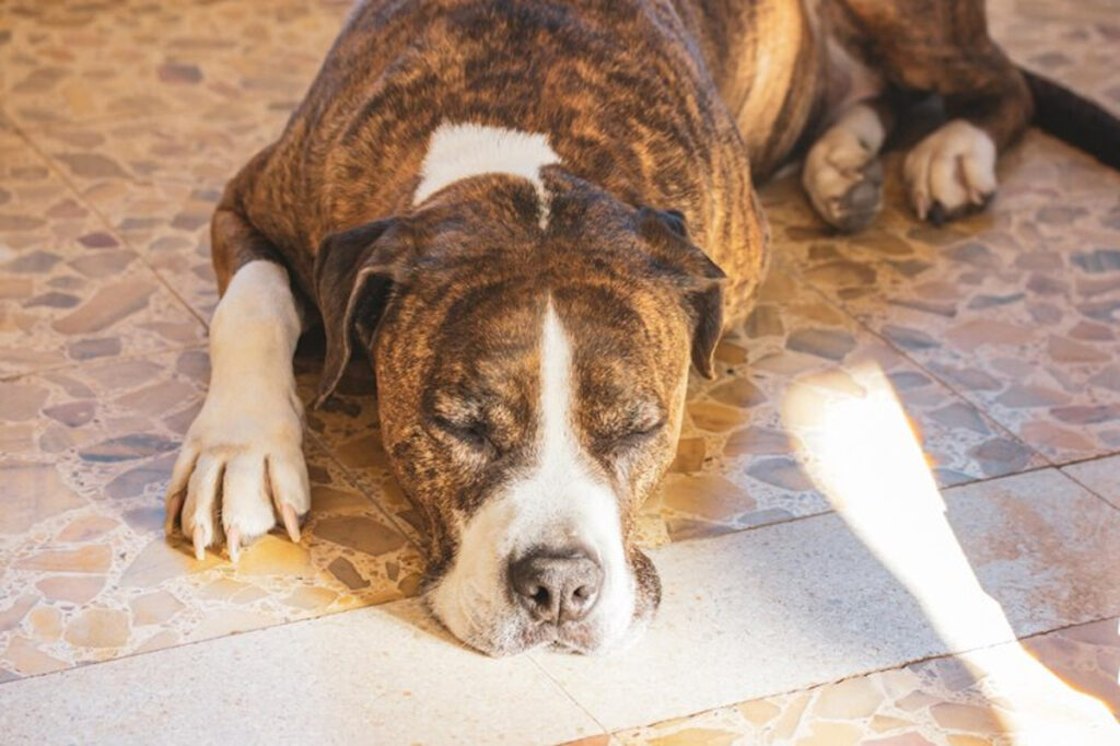 vomissement chien urgence