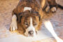 vomissement chien urgence