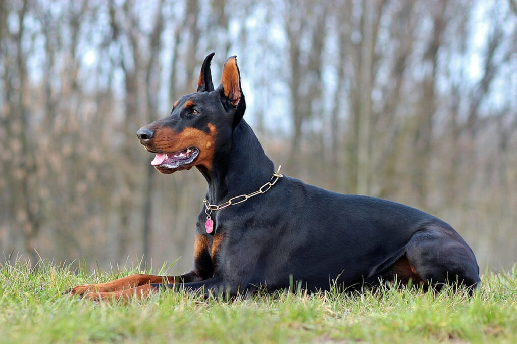 Chiens dangereux