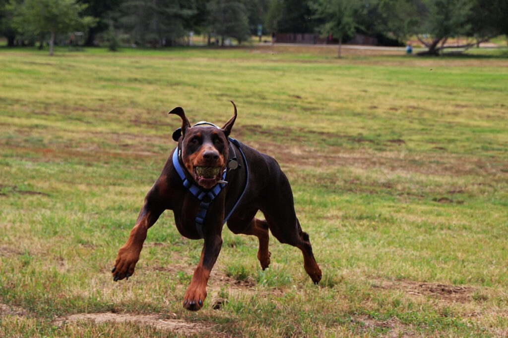 Doberman dangereux