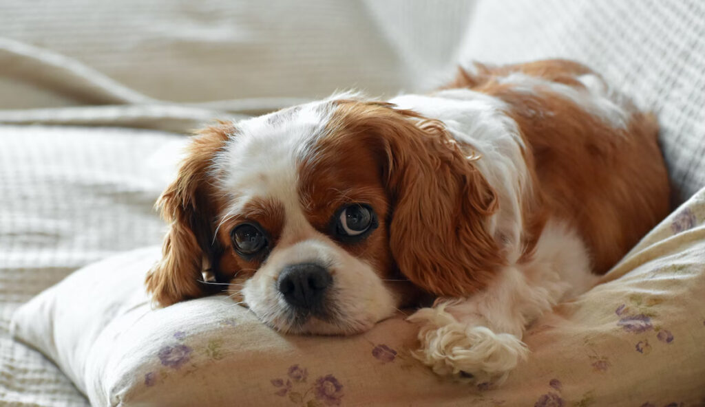 Syringomyélie Cavalier King