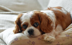 Syringomyélie Cavalier King