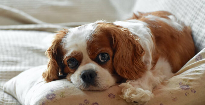 Syringomyélie Cavalier King