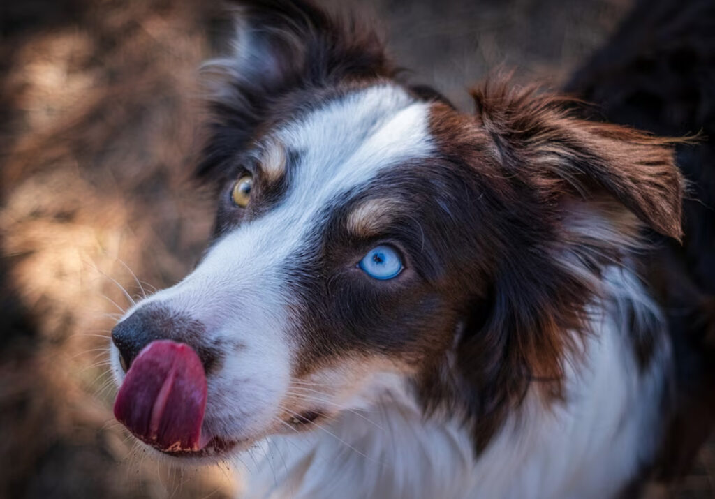 Ulcère chien